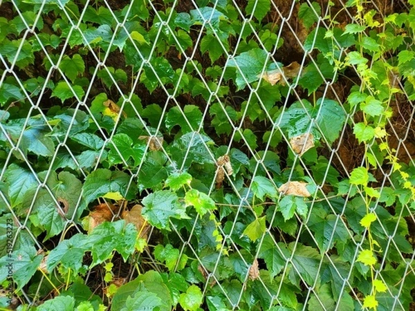 Fototapeta grass with dew drops