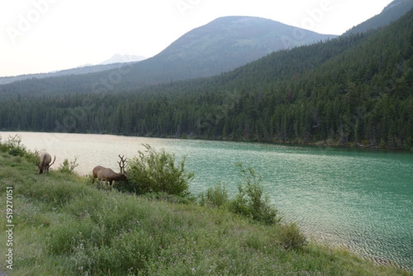 Obraz 山々と緑色の湖に囲まれてアメリカアカシカが散歩する