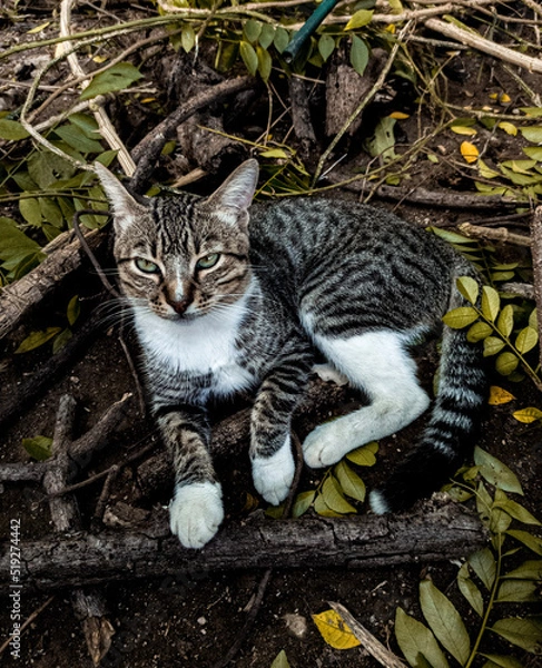 Fototapeta cat on the tree