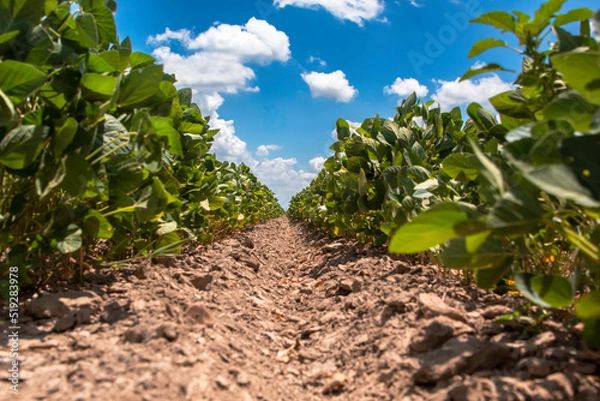 Fototapeta A soybean row in Arkansas