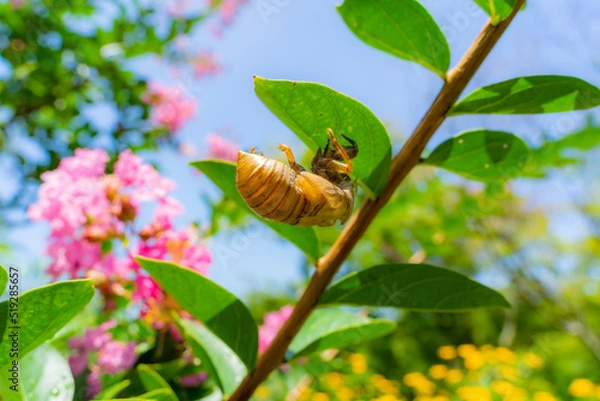 Obraz あまりの暑さに休憩するセミ