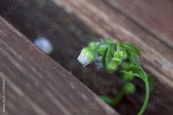 Fototapeta Small white flower