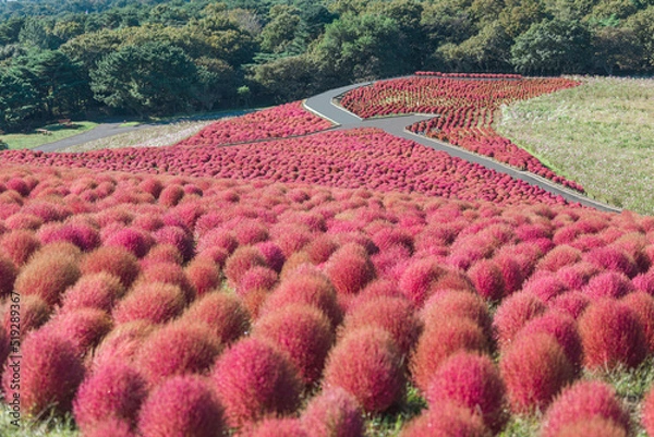 Fototapeta 褐色のコキア【国営ひたち海浜公園】
