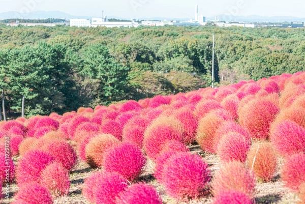 Fototapeta 燃えるように赤いコキア【国営ひたち海浜公園】