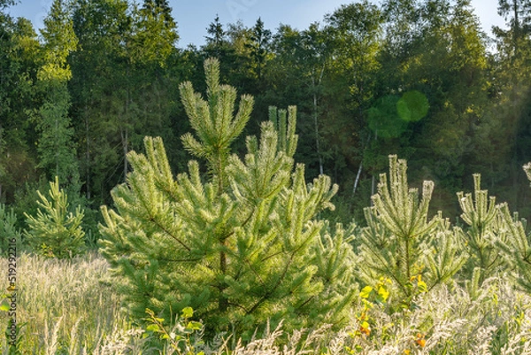 Fototapeta A young pine planted in a row in a clearing in summer for the purpose of reforestation. Pine tree covered with morning dew and illuminated by bright sun during sunrise
