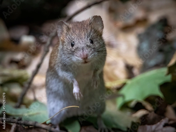 Fototapeta A very curious mouse became interested in the work of a photographer