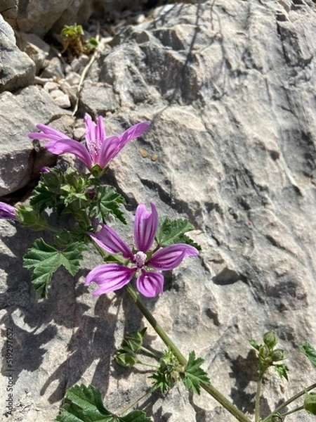 Obraz flowers on rocks
