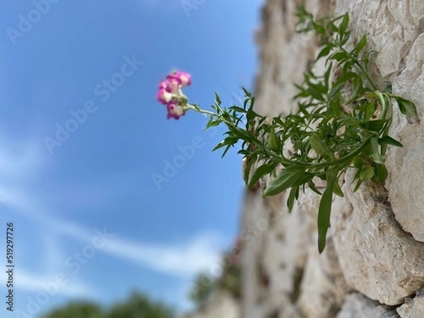 Obraz flowers on a wall