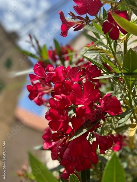 Obraz red hibiscus flower
