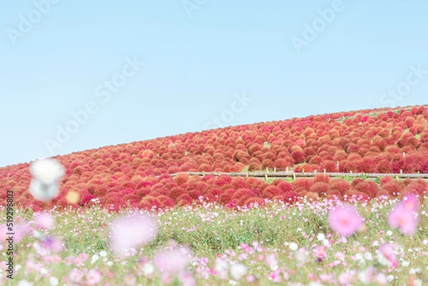 Fototapeta 赤コキアとコスモスの競演【国営ひたち海浜公園】