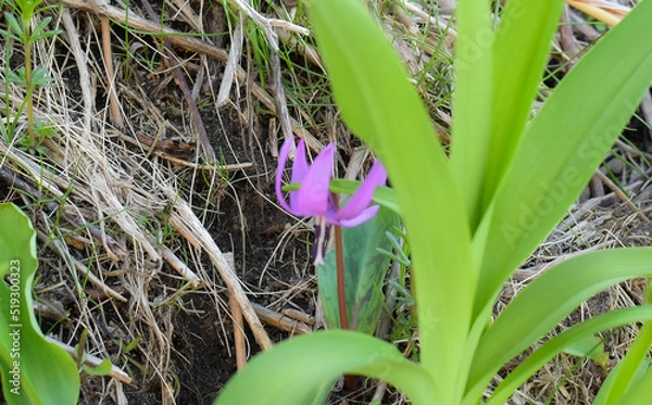Obraz カタクリの花咲く積丹半島(神威岬)