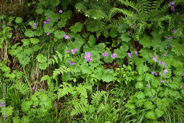 Obraz エゾオオサクラソウ（北海道・アポイ岳）