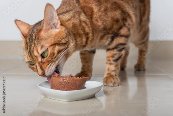 Fototapeta Bengal cat eats its food in the form of pate.