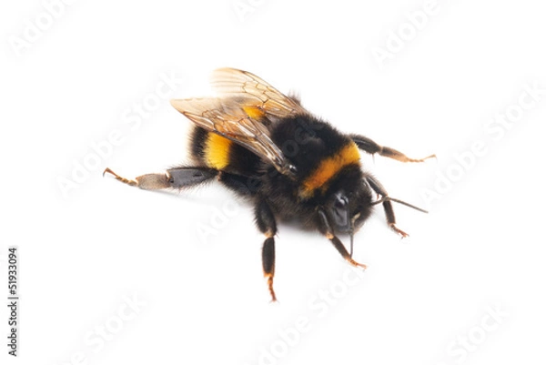 Obraz trzmiel na białym tle na białym tle