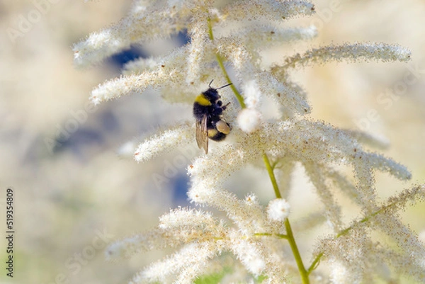 Fototapeta A bee with nectar on the flowers of a Aruncus shrub.