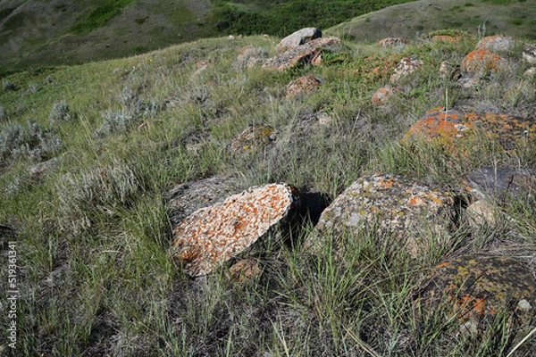 Fototapeta hillside of a prairie landscape with diverse vegetation and stones