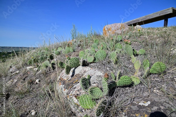 Obraz prickly pear cactus growing on a hillside