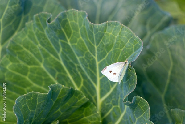 Obraz Fresh white cabbage with white butterfly in the vegetable garden