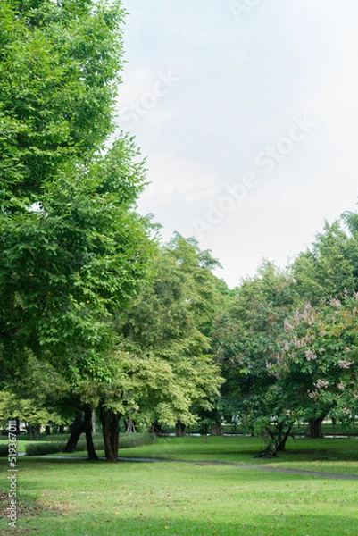 Fototapeta Tree in park at morning air fresh purify