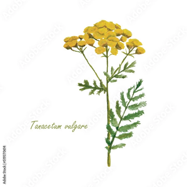 Obraz Common tansy watercolor floral medicinal plant illustration stock vector illustration for web, for print, for label, for product design 