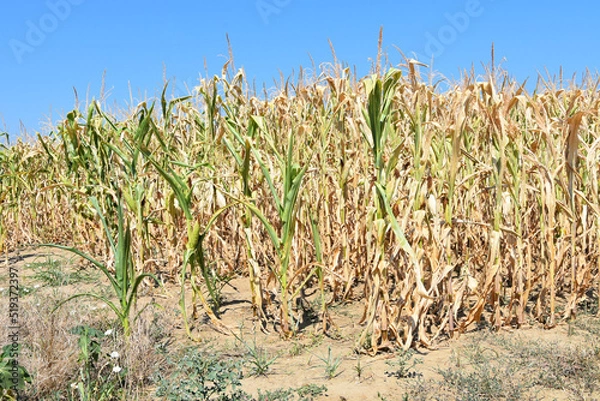 Fototapeta Corn affected and damaged by high temperatures