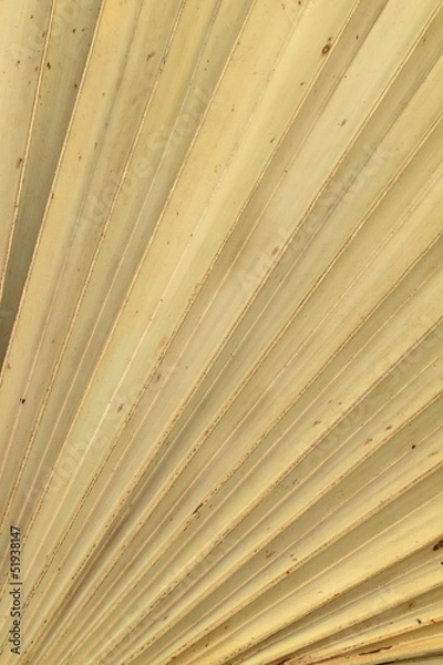 Fototapeta Dry palm leaves texture