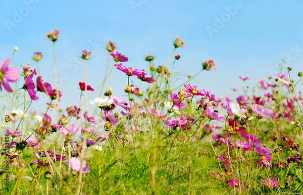 Obraz flower (Forest of Flowers )