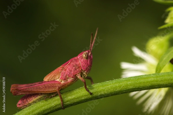 Fototapeta Zelenchuk unpaired (Chrysochraon dispar) of pink color sits horizontally on the stem of a flower on a green background horizontal photo close-up