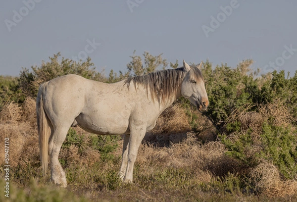 Obraz Beautiful Wild Horse in Spring in the Utah Desert