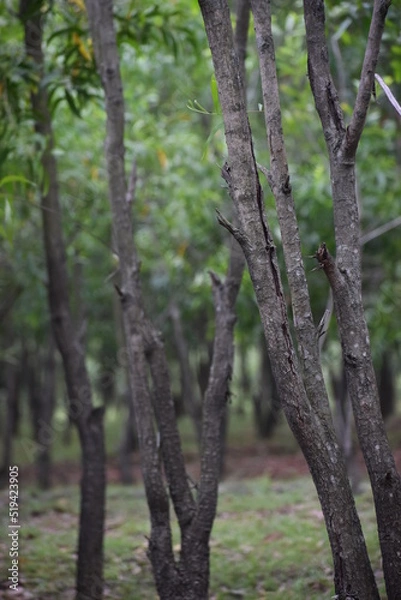 Fototapeta trees in the forest