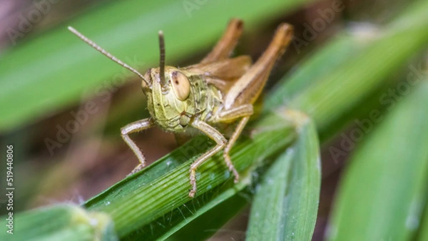 Fototapeta grasshopper 45