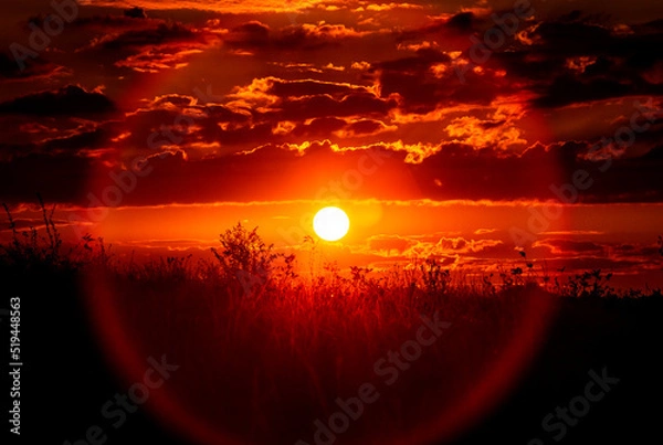 Obraz Red sunset of the hot sun on the background of the silhouette of a tree and dry grass. Red Sky. Global warming, climate change, extreme heat waves. Hot evening. Danger of fire.