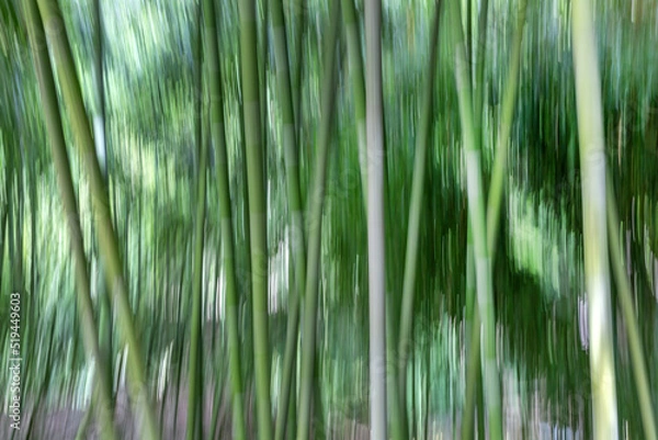 Obraz Bamboo forest natural creative motion background, photo created by intentional camera movement