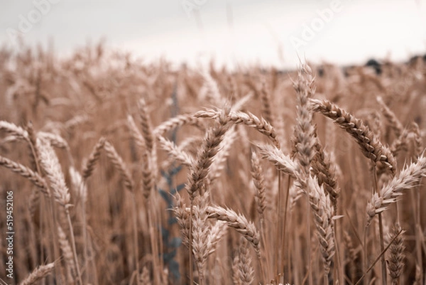 Fototapeta gothic wild field with wheat