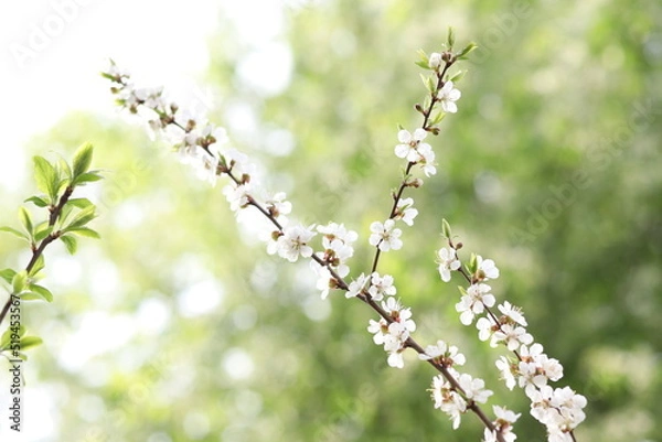 Obraz blossoming tree