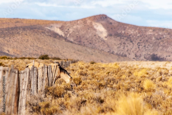 Obraz Wild horse eating grass in a field by the side of the road
