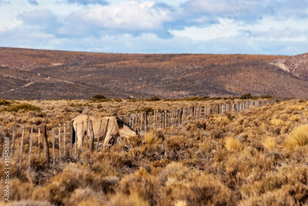 Obraz Wild horse eating grass in a field by the side of the road
