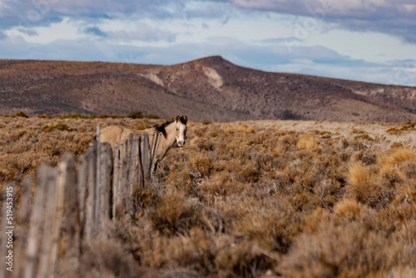 Obraz Wild horse eating grass in a field by the side of the road
