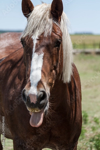 Obraz Brown horse with white and blonde hair walking towards the camera in a field in the province of Buenos Aires