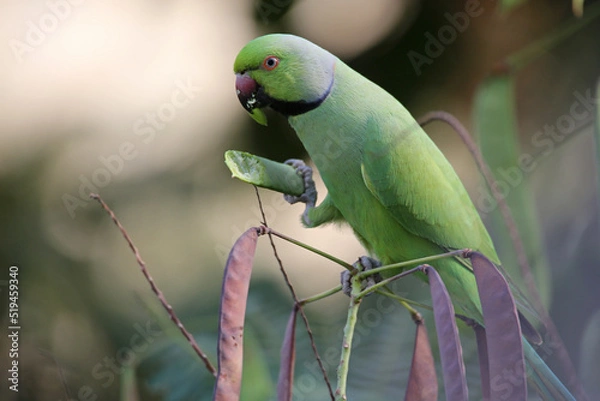 Obraz Perruche à collier