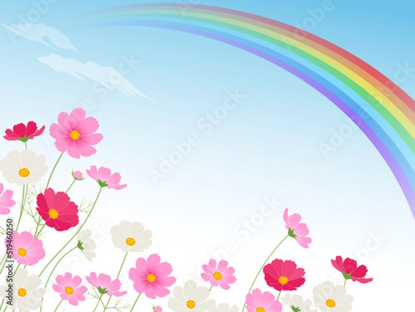 Fototapeta コスモス畑と虹のイメージ背景_ベクターイラスト