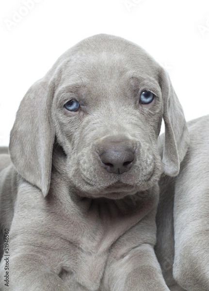 Obraz weimaraner puppy