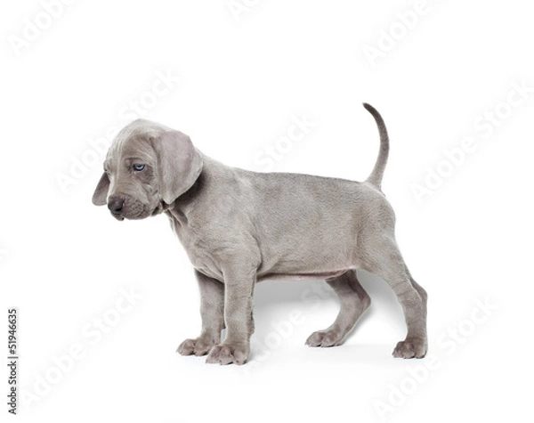 Obraz weimaraner puppy