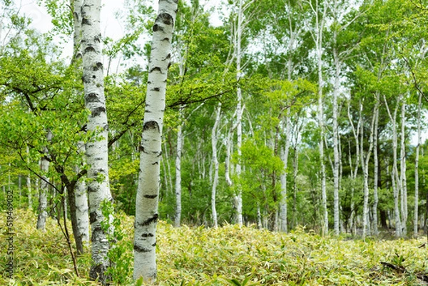Fototapeta 白樺