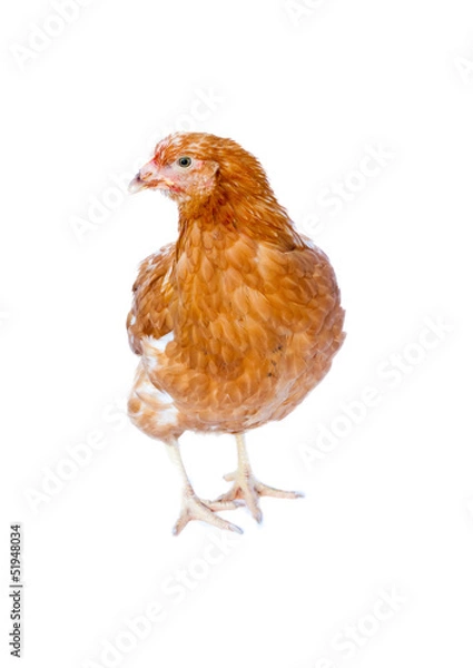 Obraz young pullet isolated