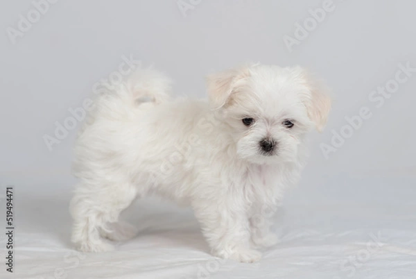 Fototapeta Cute little maltese puppy standing on a white bed and looking at the camera