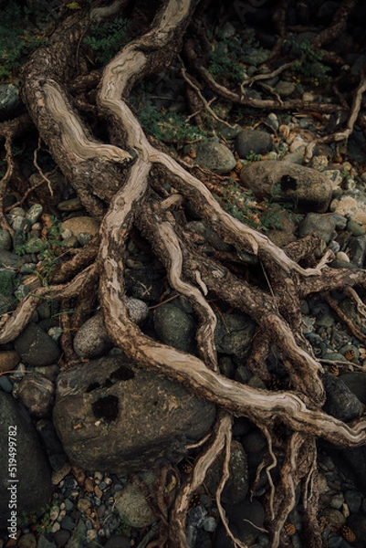 Fototapeta tree roots in the forest