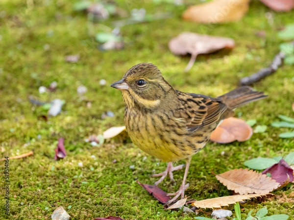 Fototapeta 秋のアオジ