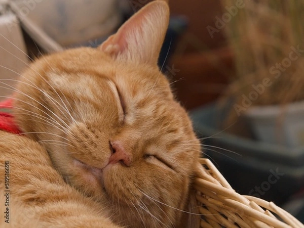 Fototapeta 昼寝する茶寅猫の顔