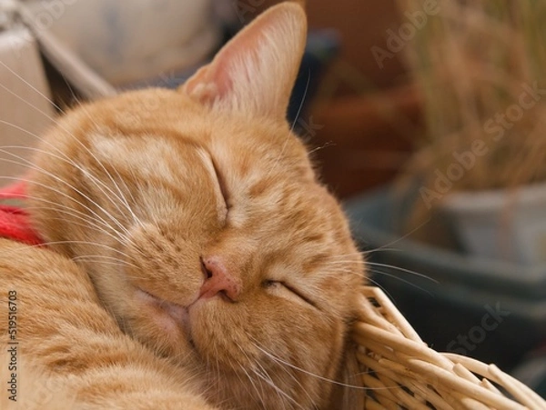 Fototapeta 昼寝する茶寅猫の顔